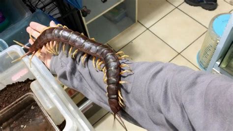 Acquire mutated giant centipede albumen  Their body is made up of 23 parts, each with their own pair of legs